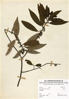 藏品(山胡椒)的圖片